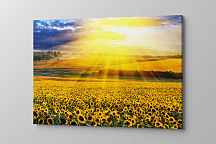 Obraz Lány žltých slnečníc zs1170